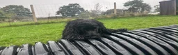 Cocker Spaniel dogs for sale: Beautiful Show Cocker Spaniel  - Advert 7