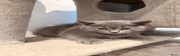 British Shorthair cats for sale: British Shorthair Kittens - Advert 4