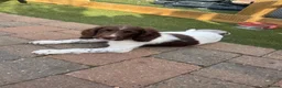 English Springer Spaniel dogs for sale: 1 BOY LEFT READY NOW - KC Springer Spaniel Pups - Advert 3
