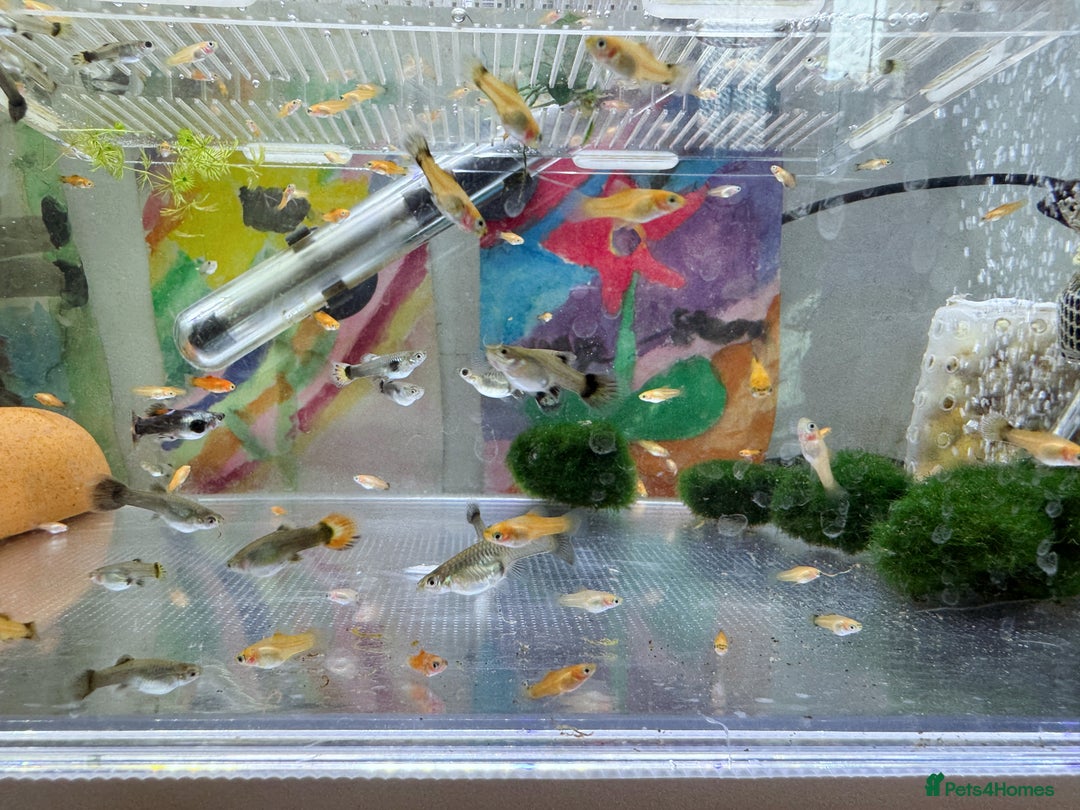 Platies fish for sale: Small platys and Guppys for sale £1 each-Fish only in Bromley - Image 9