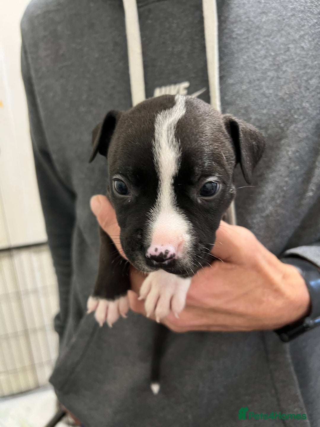 Mixed Breed dogs for sale: 3 Beautiful puppies looking for forever homes. - Advert 21