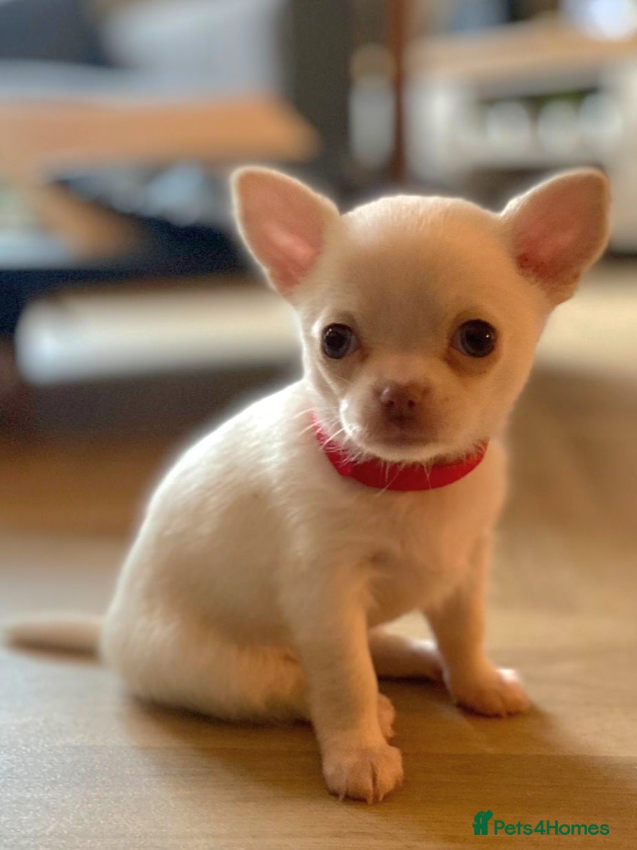 Chihuahua dogs 1 true to type small white Girl chihuahua - Advert 9