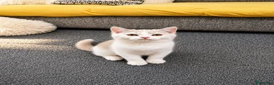 British Shorthair 2