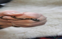 Corn Snake reptiles for sale: Baby corn snakes - Image 13