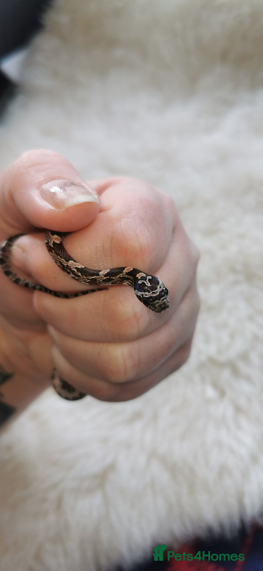 Corn Snake reptiles for sale: Baby corn snakes - Image 13