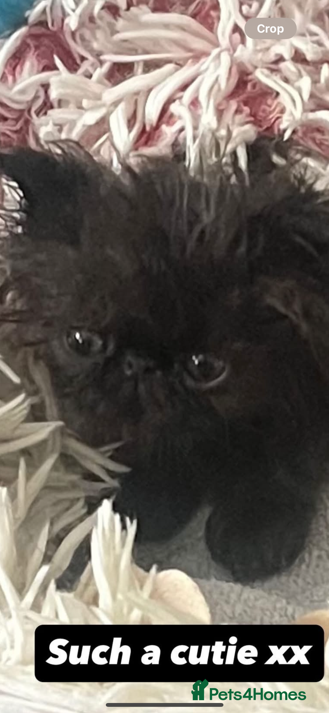 Persian cats for sale: Champion Bloodlines Persian Kittens–GCCF papers  - Image 25