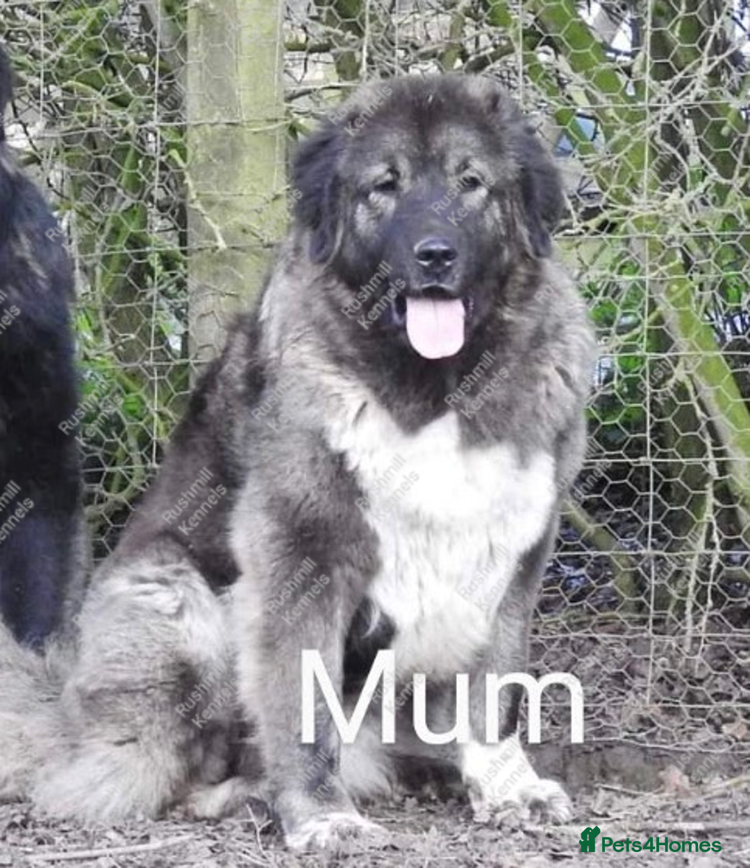 Caucasian Shepherd Dog dogs for sale: Caucasian Shepherd Pups - Advert 2