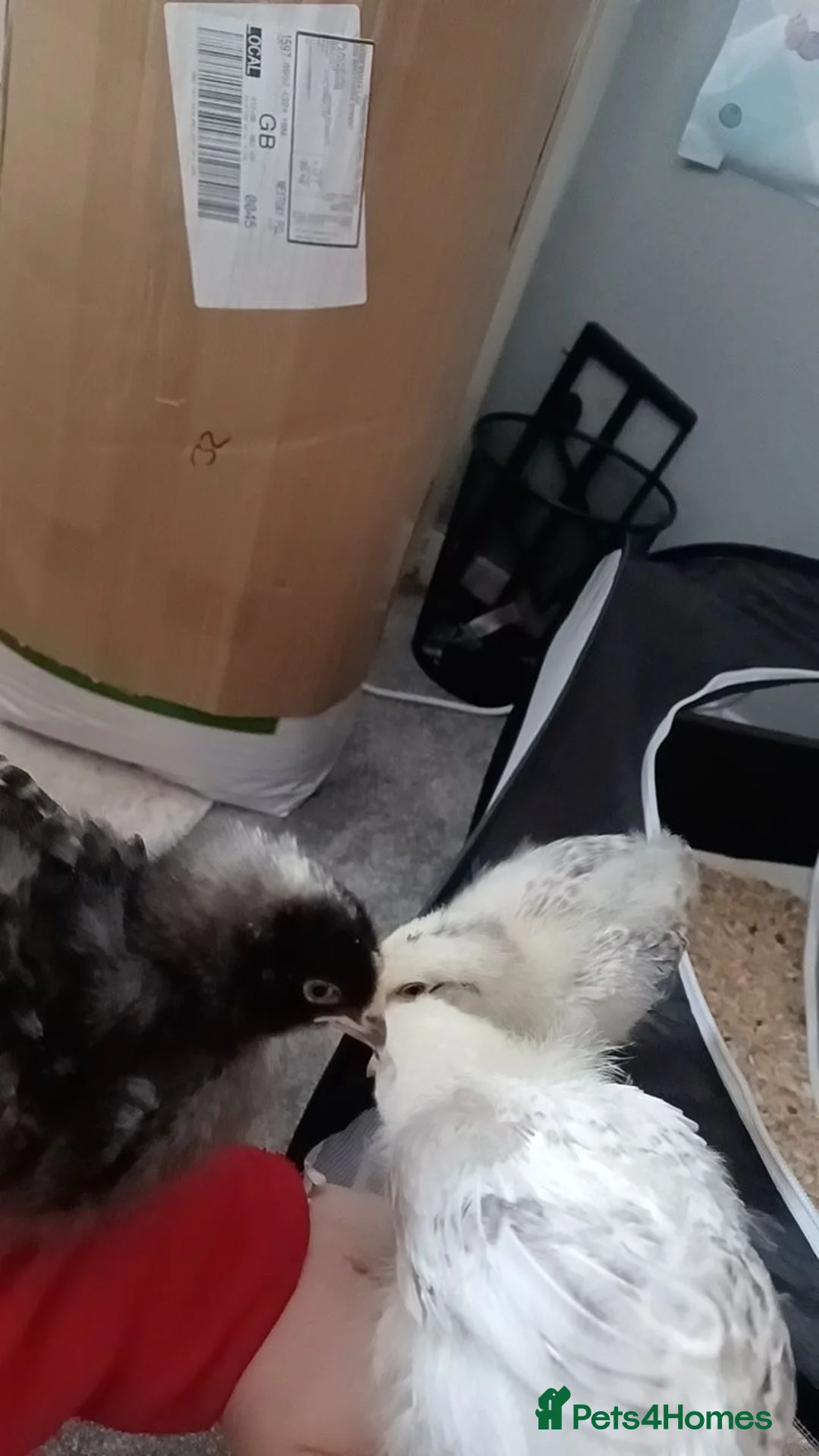 Chickens poultry for sale: 3 chicks for sale  in Blackburn - Advert 2