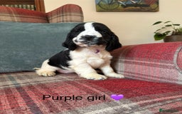 Cocker Spaniel dogs for sale: KC registered, health tested, show type puppies  - Image 3