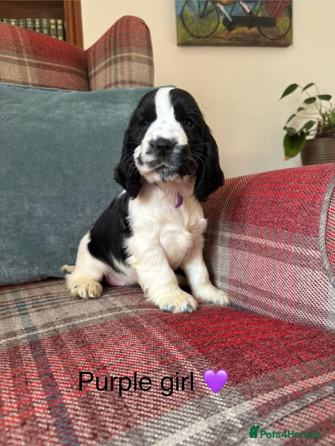 Cocker Spaniel dogs for sale: KC registered, health tested, show type puppies  - Image 3