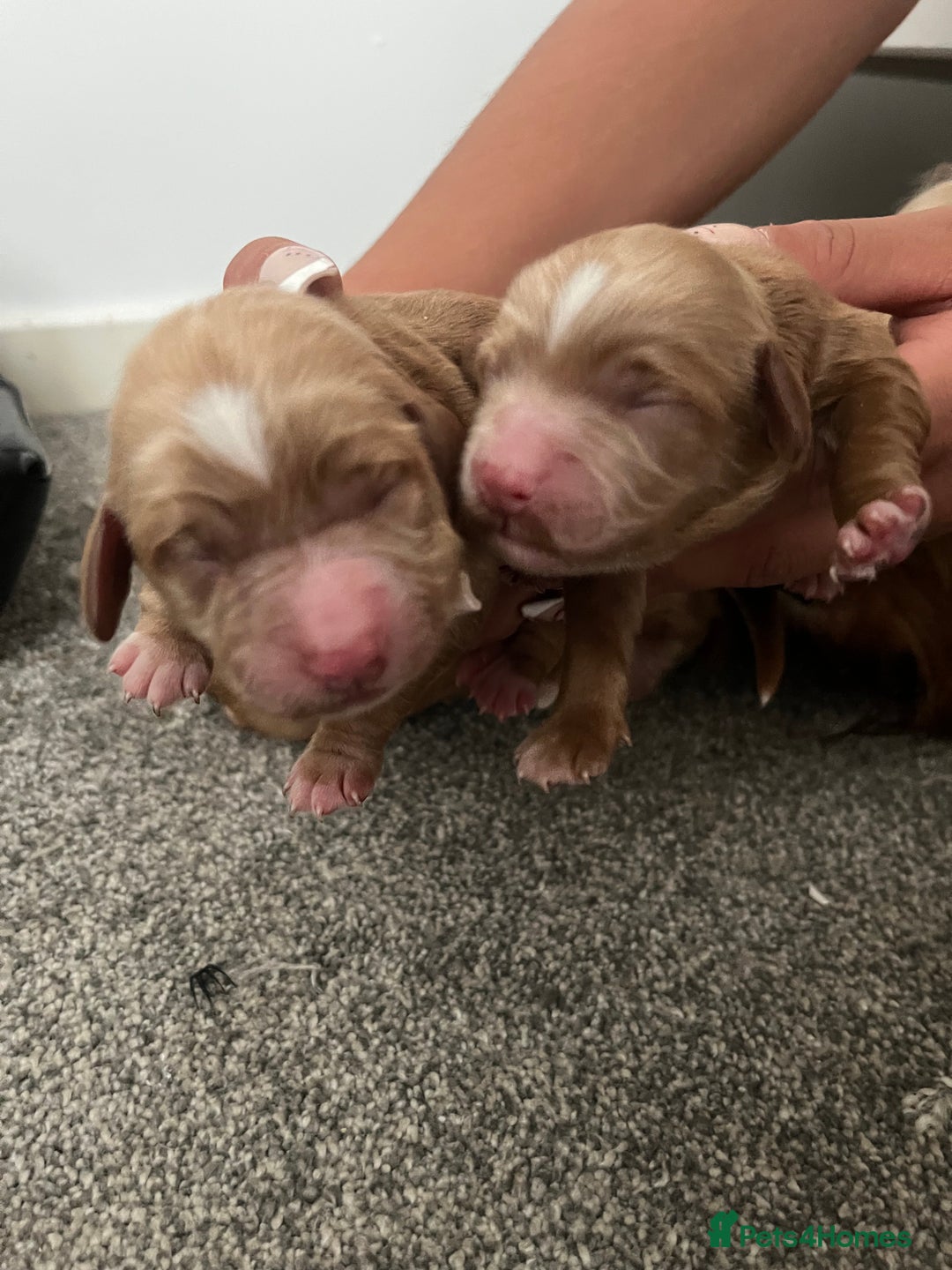 Cockapoo dogs for sale: Cockapoo puppies  - Image 4