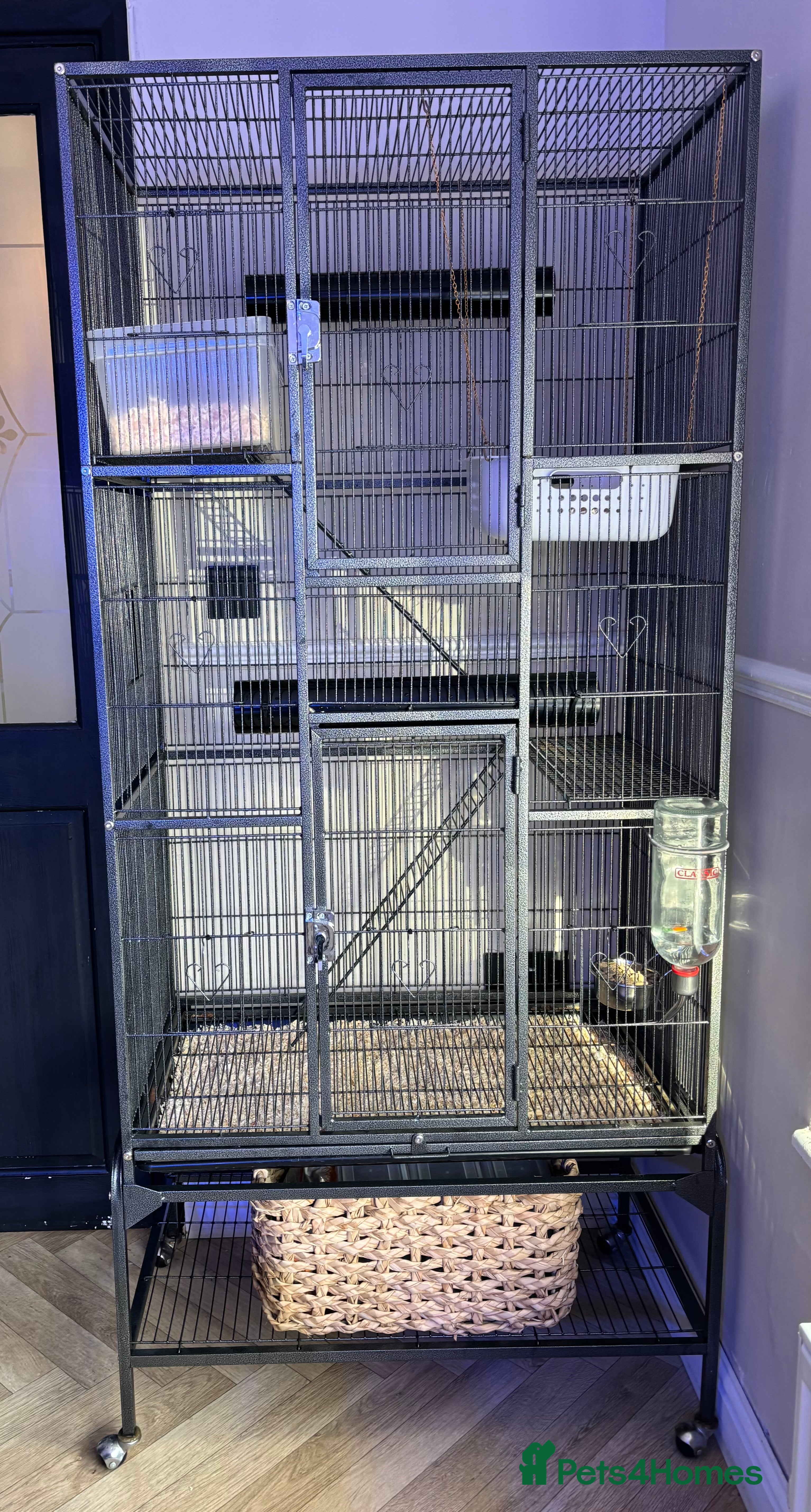 Rat rodents Four male Rats with complete set up - Advert 9