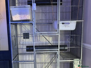 Rat rodents for sale - Advert 1