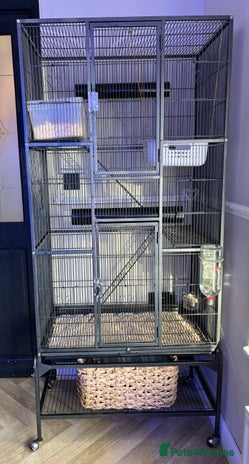 Rat rodents - Advert 1