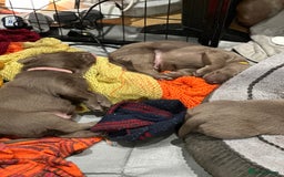 Labrador Retriever dogs for sale: 5 silver Labrador boys, Hackney - Image 3