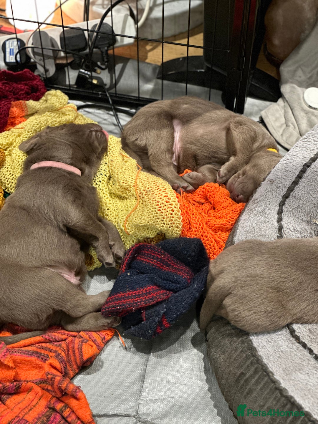 Labrador Retriever dogs for sale: 5 silver Labrador boys, Hackney - Image 3