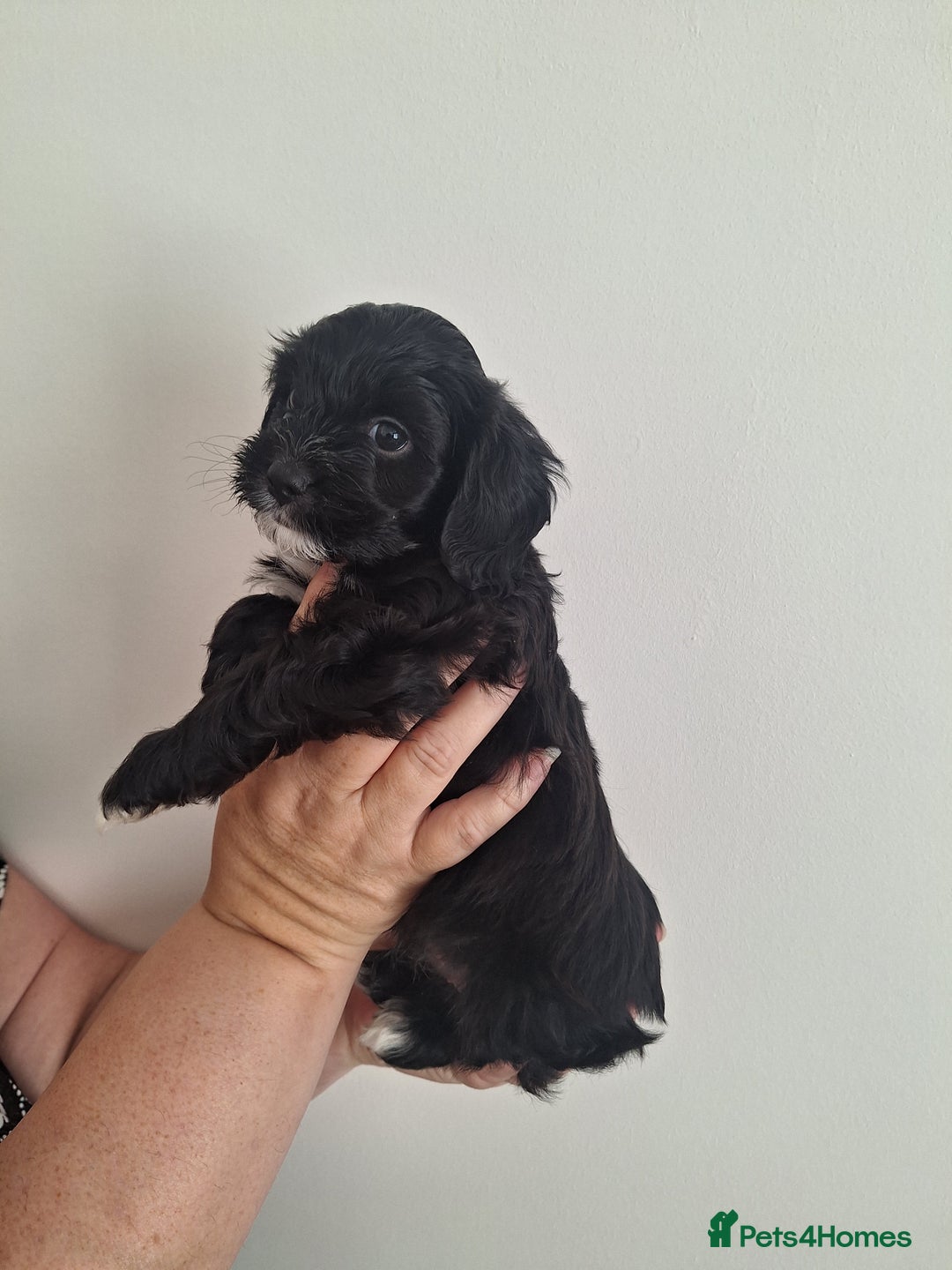 Shihpoo dogs for sale: Shihpoo puppies for sale - Image 2