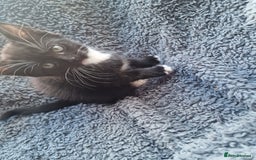 Mixed Breed cats for sale: Kitten for sale. A beautiful girl! - Advert 29