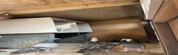 Pigeons birds for sale: Homing pigeons for sale  in Stoke-on-Trent - Advert 4