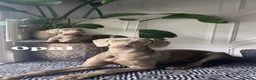 Weimaraner dogs for sale: 7 Weimaraner pups for sale ! in Hessle - Advert 14