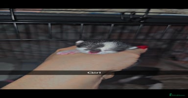 Mixed Breed cats - Advert 7