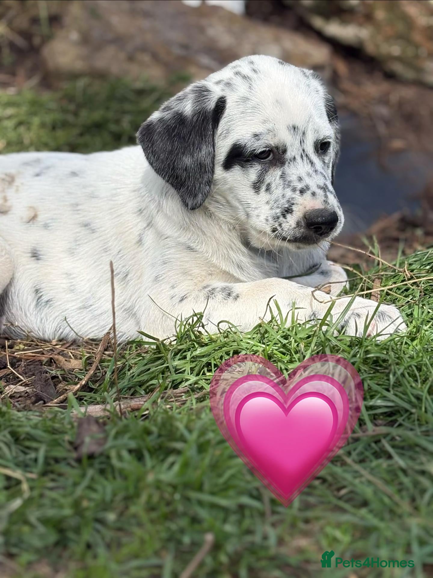 Mixed Breed dogs 🌟🌟8 beautiful pyrematian puppies 🌟🌟 - Advert 2