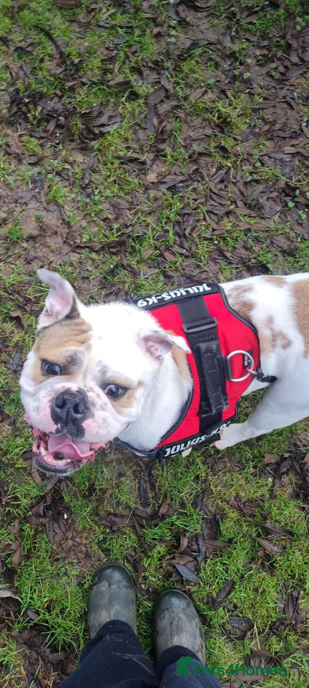 English Bulldog dogs for adoption: Enid  - Advert 2