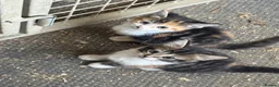 Mixed Breed cats for sale: Beautiful Kittens looking for their forever homes  - Advert 11