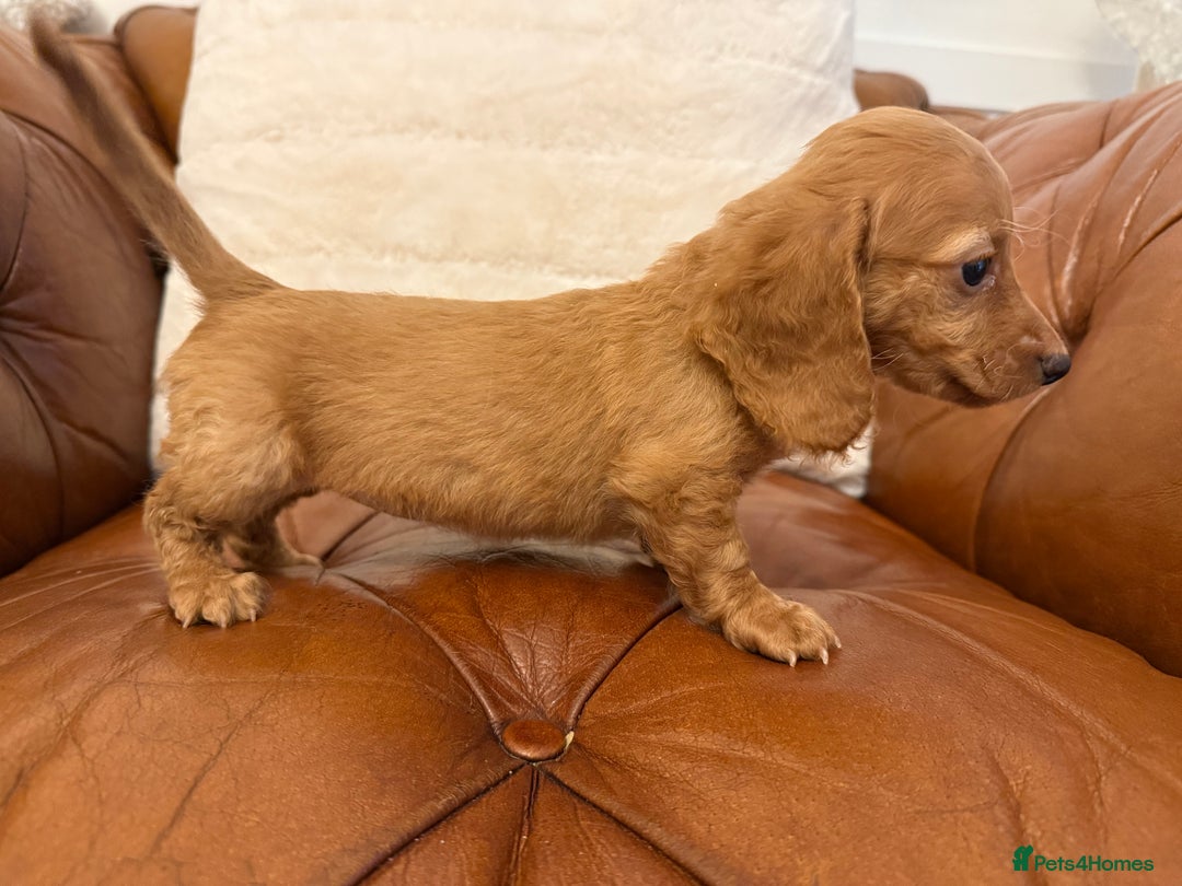 Miniature Dachshund dogs for sale: Beautiful Cream Longcoats Miniature Dachshund  - Advert 22