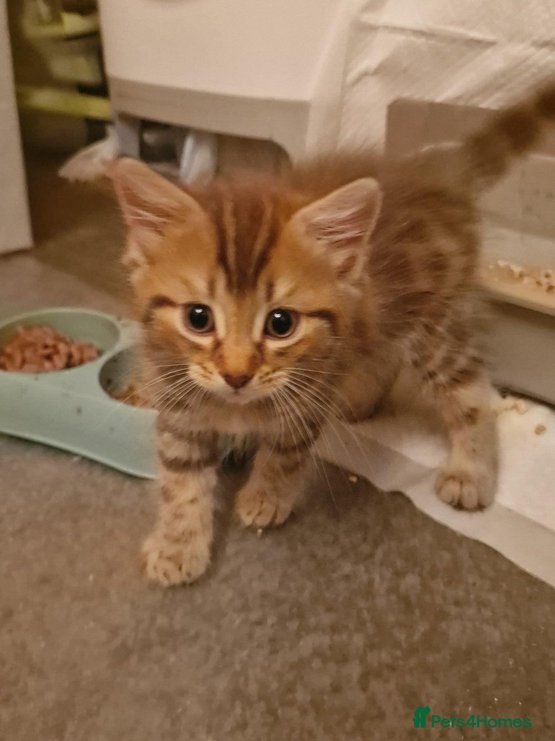 Maine Coon cats for sale: Maine Coon kittens - Image 9