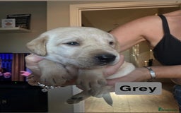 Goldador dogs for sale: Goldadors | Ready to leave 27/07/2025 in Milton Keynes - Image 8
