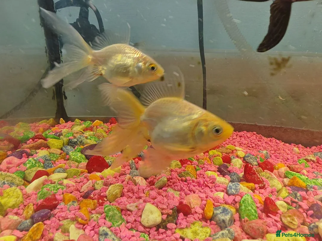 Goldfish fish for sale: Goldfish , Veiltail , Fancy, Telescope black in Glasgow - Advert 29