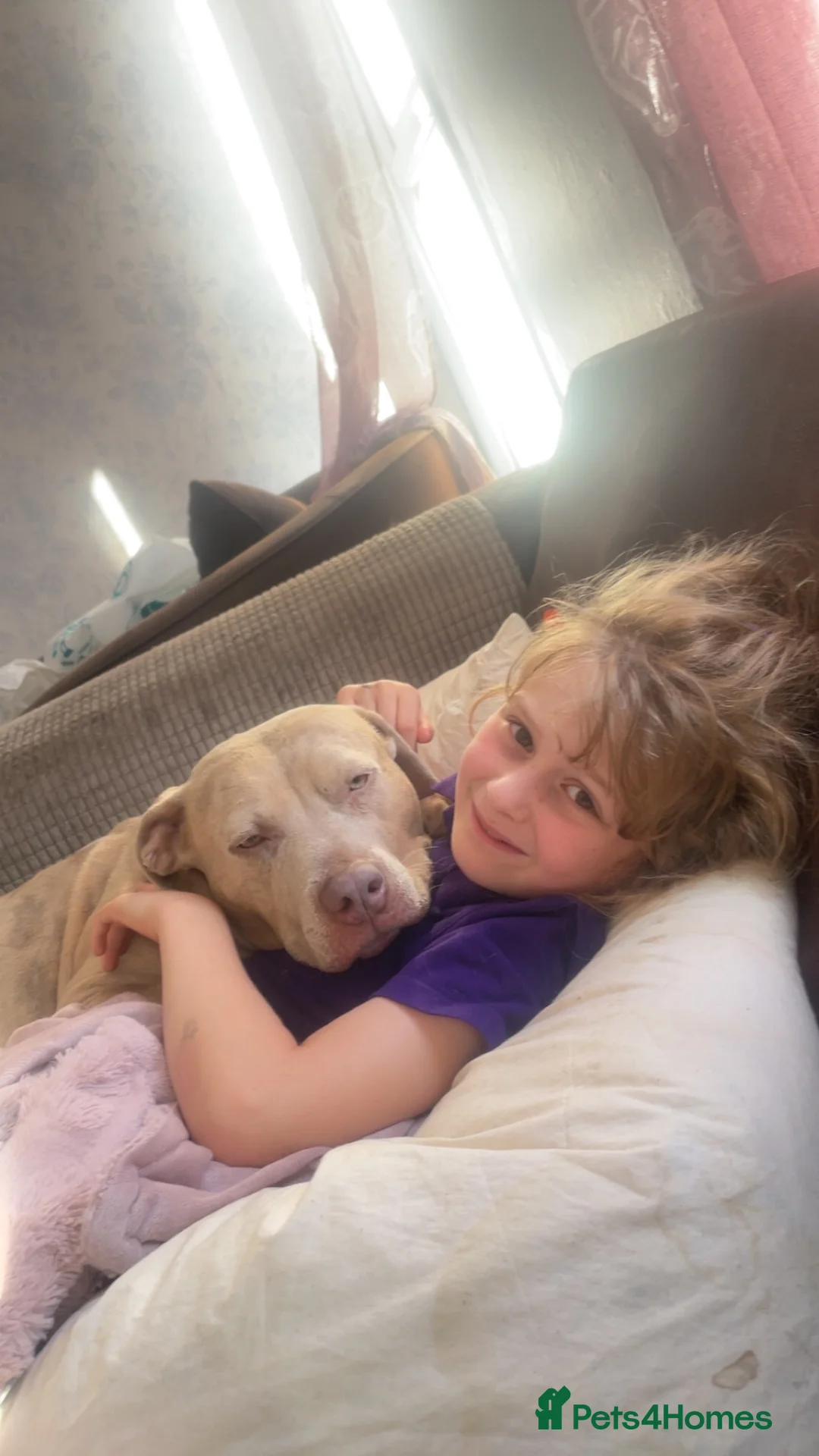 Mixed Breed dogs for sale: American bulldog mix - Advert 6