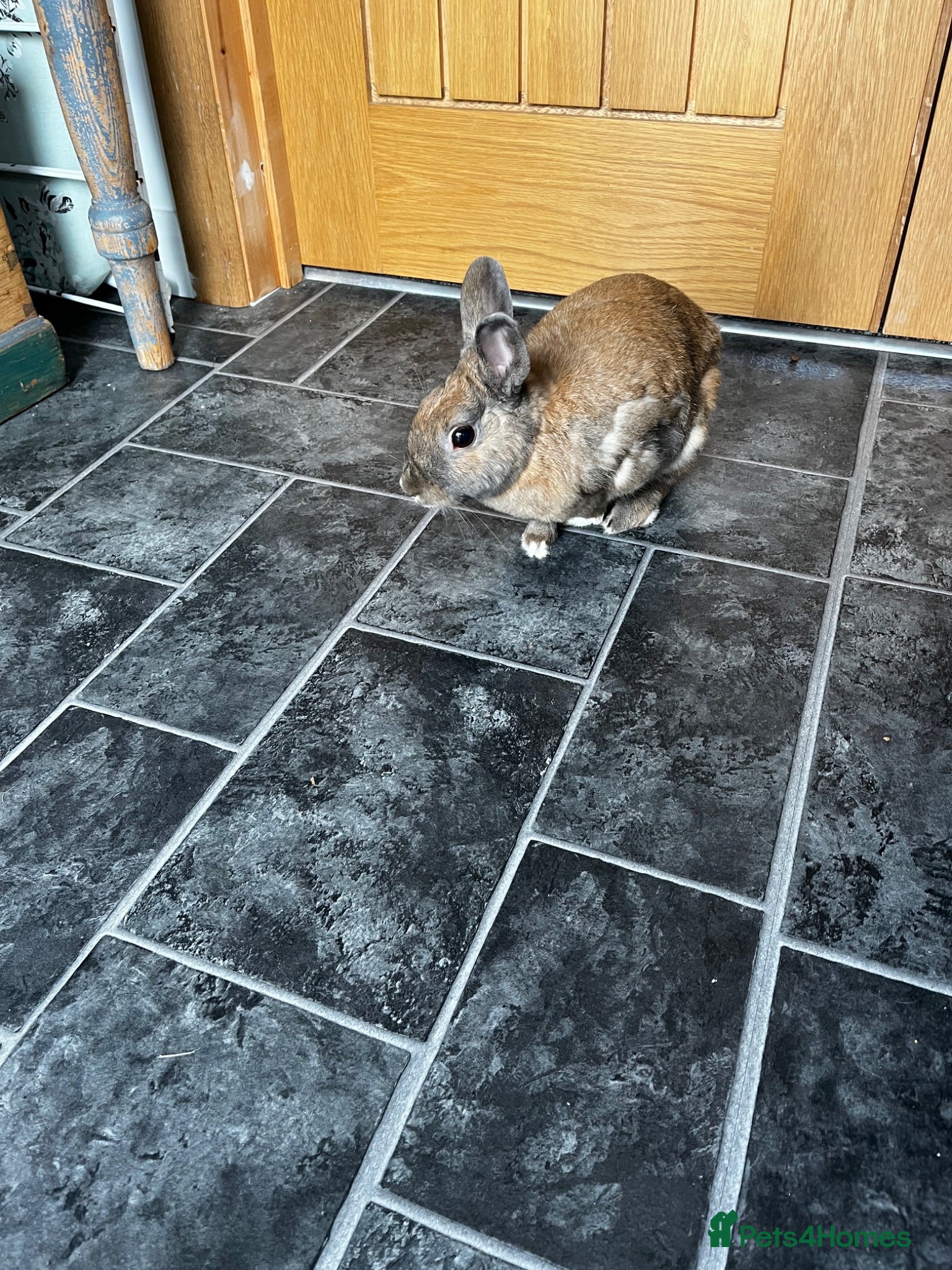 Mixed Breed rabbits Rocky - Advert 1