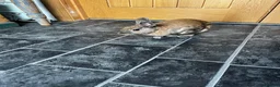 Mixed Breed rabbits for sale: Rocky in Lancing - Advert 1
