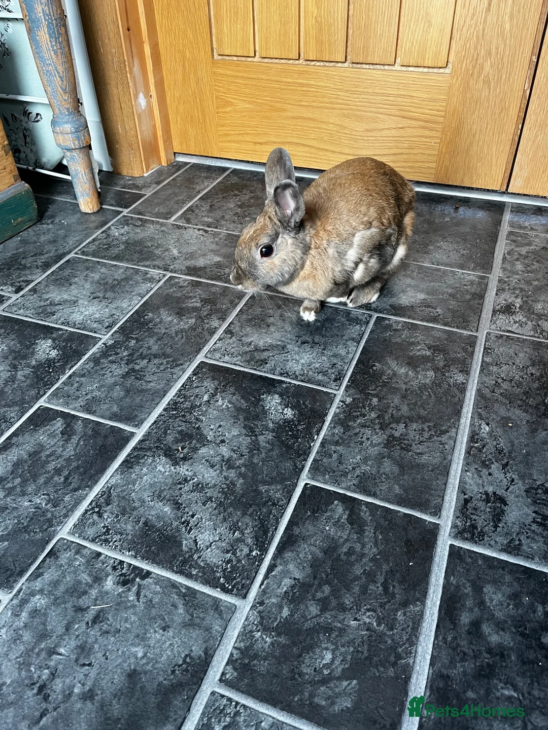 Mixed Breed rabbits for sale: Rocky in Lancing - Advert 1