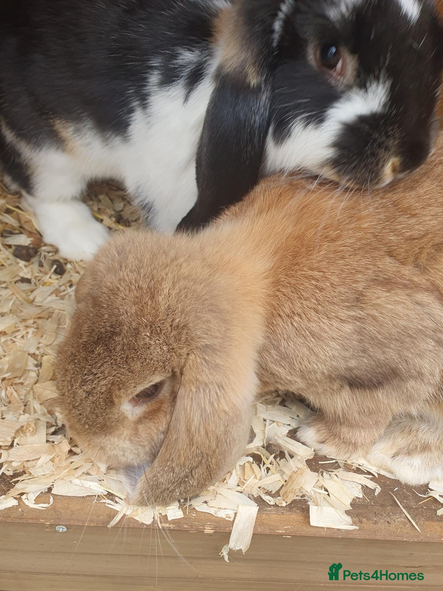 French Lop rabbits Vaccinated Giant French Lop babies !Reduced  - Advert 1