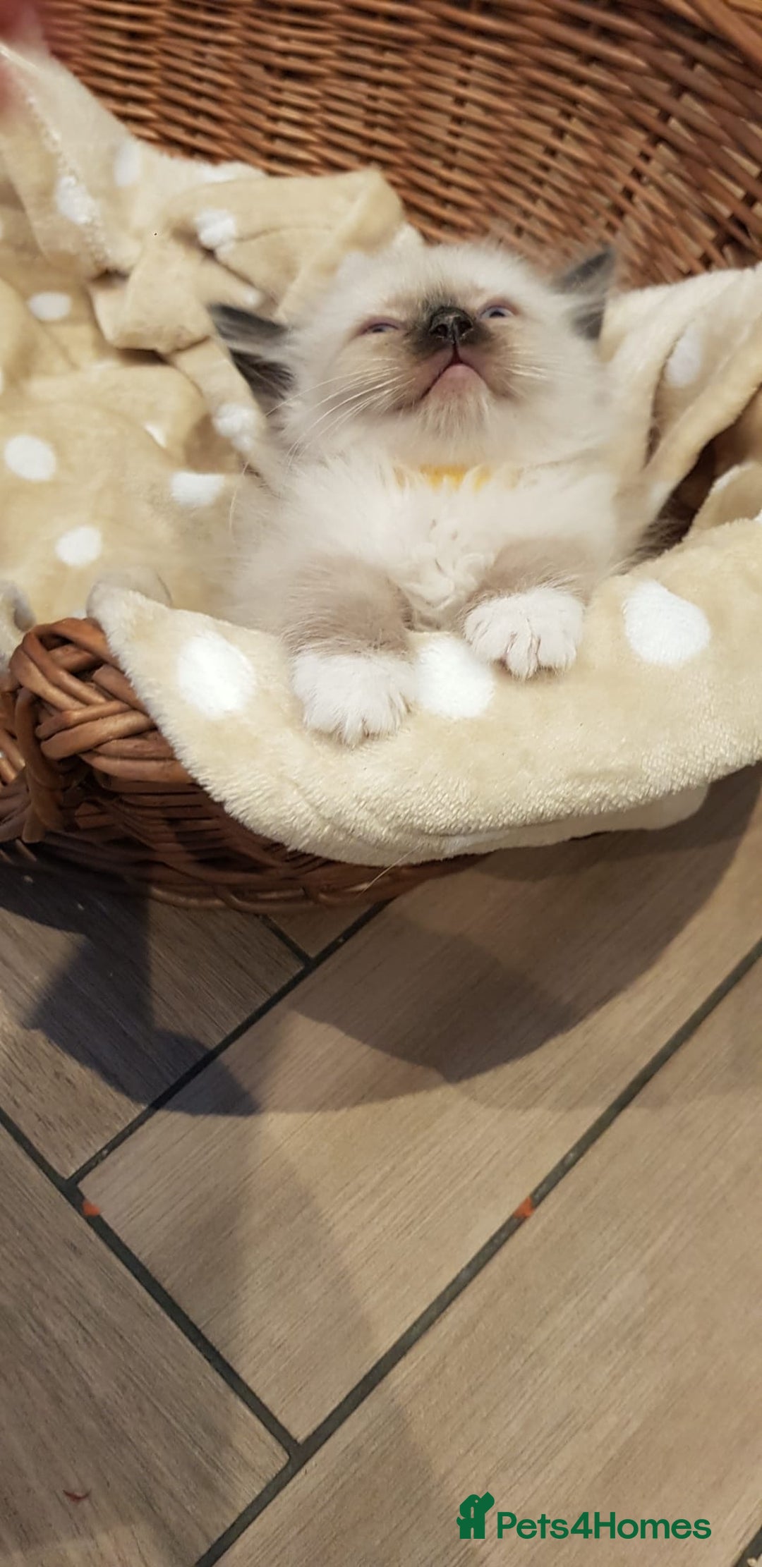 Siberian cats for sale: Hypoallergenic Siberian Neva Masquerade kittens. - Image 10