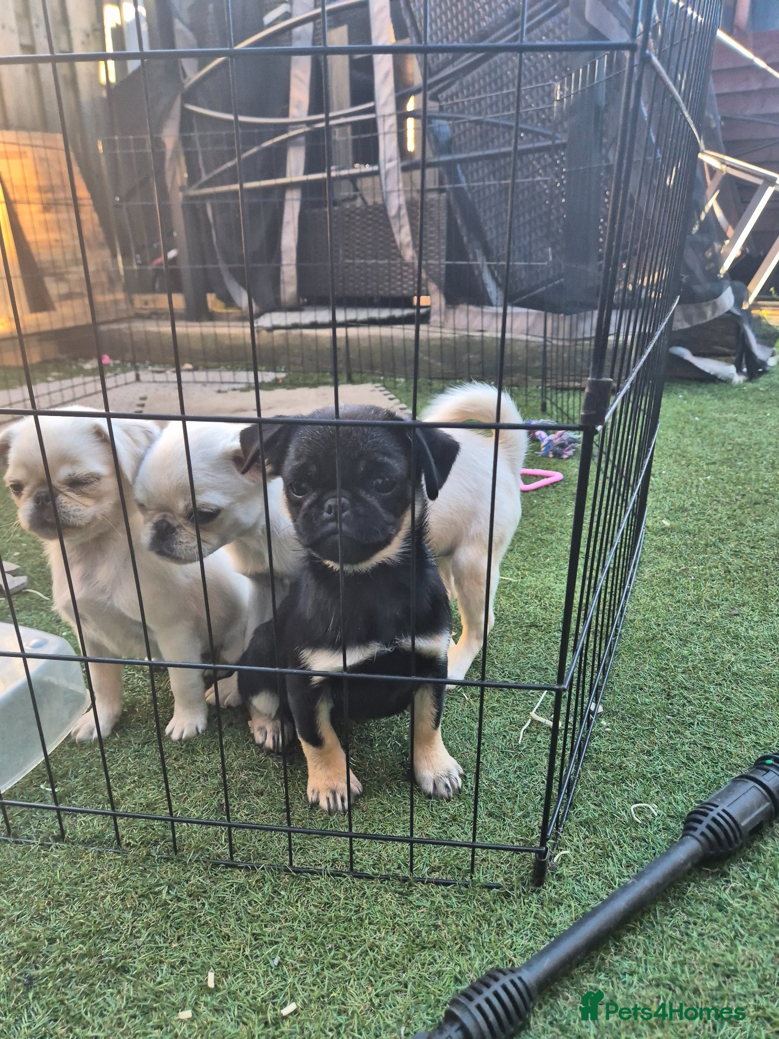 Pug dogs for sale: 3 pugs - Advert 1