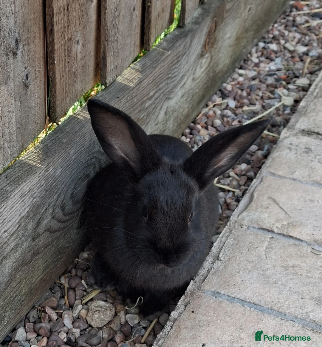 Mixed Breed rabbits for sale:  Havana Rex x English spot  - Advert 3