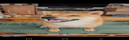 Japanese Shiba Inu dogs for stud: Shiba Inu for stud - Advert 3
