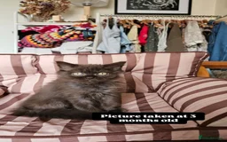 British Longhair cats for sale: Brown British long hair male - Image 4