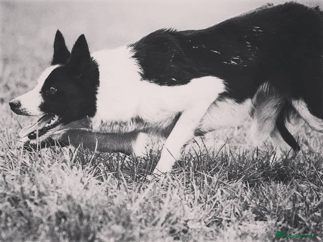 Border Collie dogs Isds Reg Working BC puppies - Advert 2