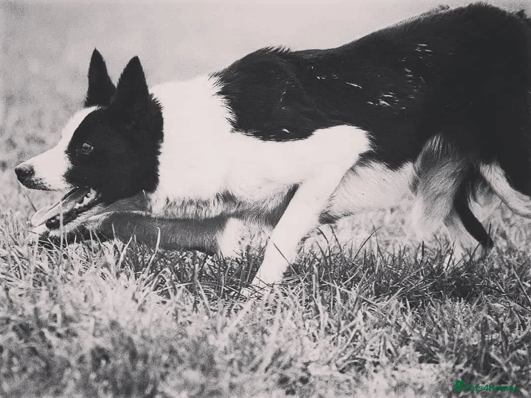 Border Collie dogs for sale: Isds Reg Working BC puppies - Advert 1