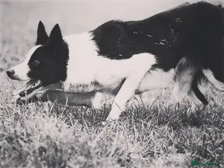 Border Collie dogs Isds Reg Working BC puppies - Advert 2