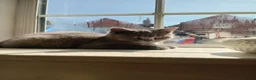 British Shorthair cats for sale: BRITISH SHORTHAIR - READY TO LEAVE  - Advert 4