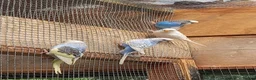 Budgerigars birds for sale: Young budgies for sale. £25 each in Sandbach - Advert 7