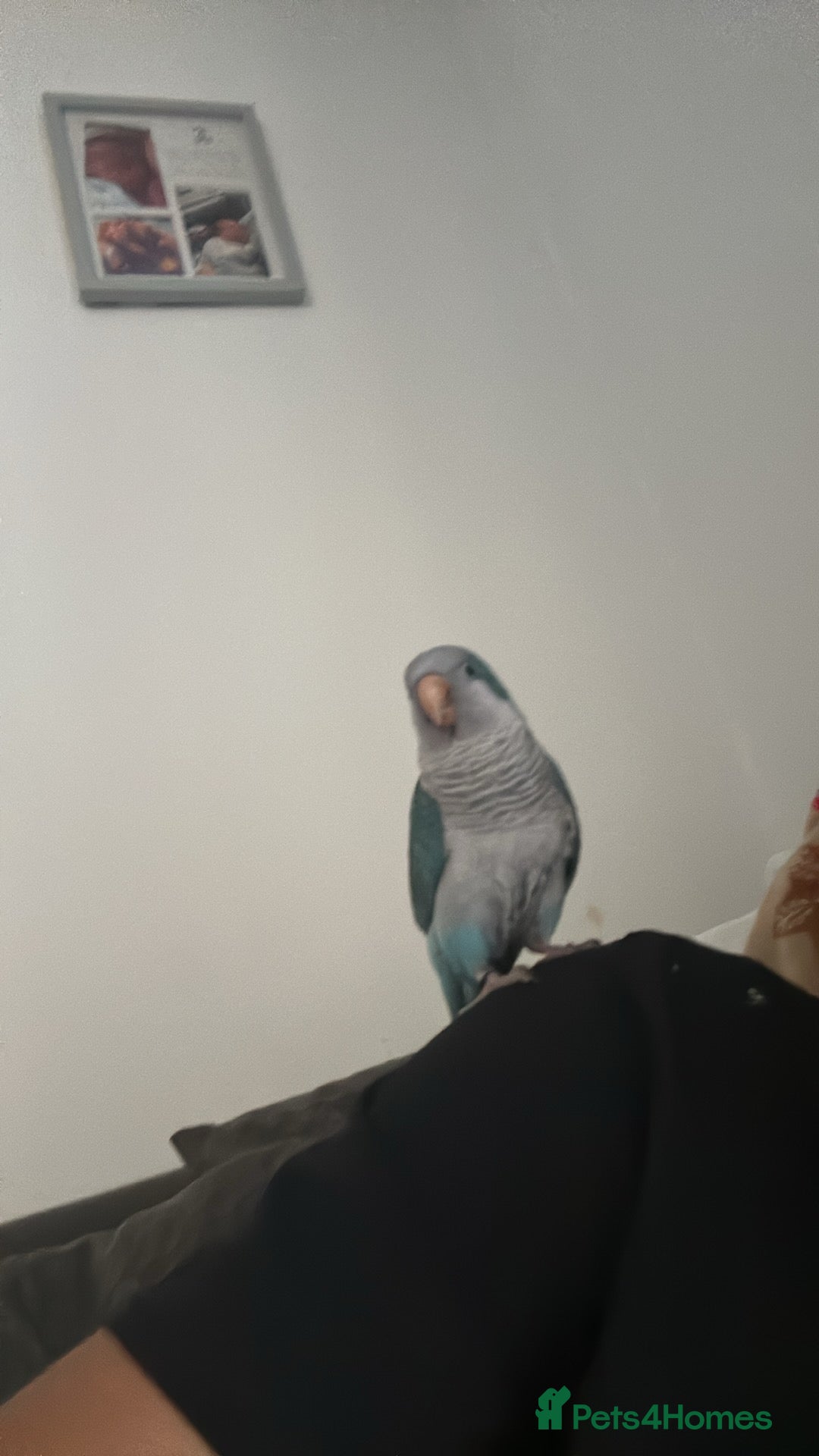Parakeets birds 2 year old quacker parrot  - Advert 2