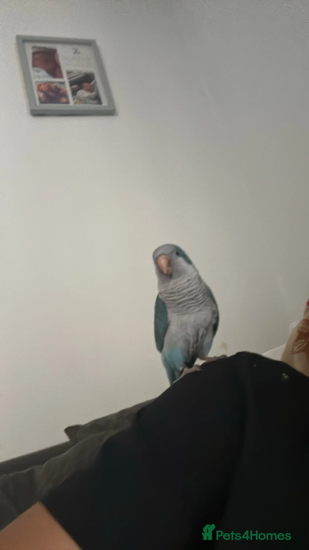 Parakeets birds for sale: 2 year old quacker parrot  in Southend-on-Sea - Advert 1