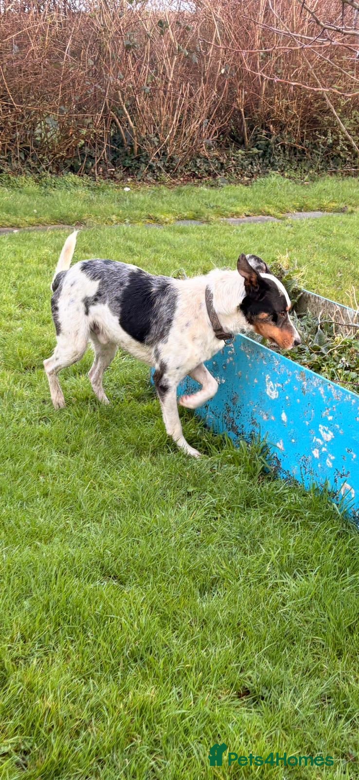 Border Collie dogs Collie cross blue healer - Advert 1